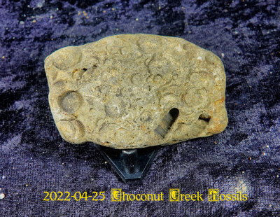 2022-04-25 Choconut Creek Fossils  NEW05058.jpg