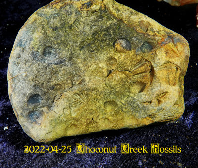 2022-04-25 Choconut Creek Fossils  NEW05067.jpg