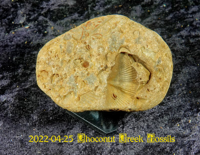 2022-04-25 Choconut Creek Fossils  NEW05085.jpg