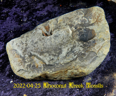 2022-04-25 Choconut Creek Fossils  NEW05094.jpg