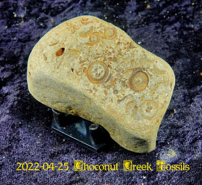 2022-04-25 Choconut Creek Fossils  NEW05103.jpg