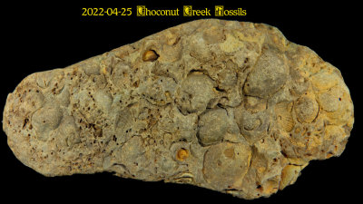 2022-04-25 Choconut Creek Fossils  NEW05130_dphdr effects_InPixio.jpg