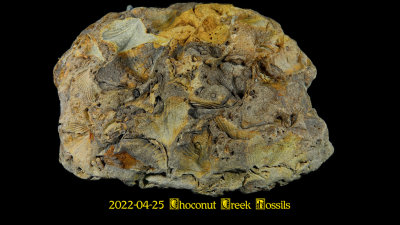 2022-04-25 Choconut Creek Fossils  NEW05139_dphdr effects_InPixio.jpg
