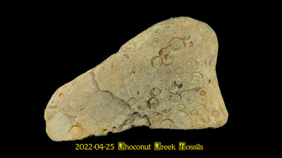 2022-04-25 Choconut Creek Fossils  NEW05148_dphdr effects_InPixio.jpg