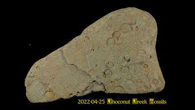 2022-04-25 Choconut Creek Fossils  NEW05148_dphdr_InPixio.jpg