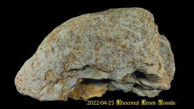 2022-04-25 Choconut Creek Fossils  NEW05157_dphdr effects_InPixio.jpg