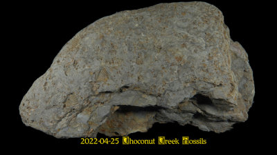 2022-04-25 Choconut Creek Fossils  NEW05157_dphdr_InPixio.jpg