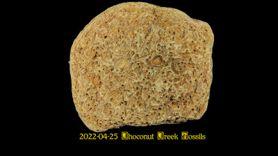 2022-04-25 Choconut Creek Fossils  NEW05166_dphdr effects_InPixio.jpg