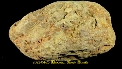 2022-04-25 Choconut Creek Fossils  NEW05176_dphdr_InPixio.jpg