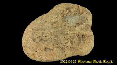 2022-04-25 Choconut Creek Fossils  NEW05186_dphdr_InPixio.jpg