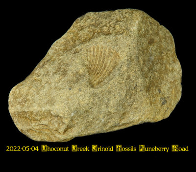 2022-05-04 Choconut Creek Crinoid Fossils Juneberry Road NEW05338_dphdr_InPixio.jpg
