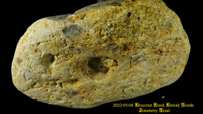 2022-05-04 Choconut Creek Crinoid Fossils Juneberry Road NEW05347_dphdr_InPixio.jpg