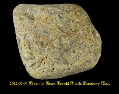 2022-05-04 Choconut Creek Crinoid Fossils Juneberry Road NEW05356_dphdr_InPixio.jpg