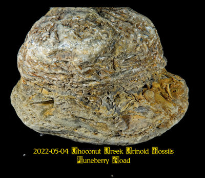 2022-05-04 Choconut Creek Crinoid Fossils Juneberry Road NEW05365_dphdr_InPixio.jpg