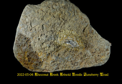 2022-05-04 Choconut Creek Crinoid Fossils Juneberry Road NEW05375_dphdr_InPixio.jpg