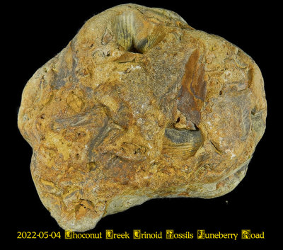 2022-05-04 Choconut Creek Crinoid Fossils Juneberry Road NEW05393_dphdr_InPixio.jpg