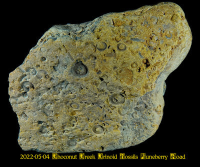 2022-05-04 Choconut Creek Crinoid Fossils Juneberry Road NEW05411_dphdr_InPixio.jpg
