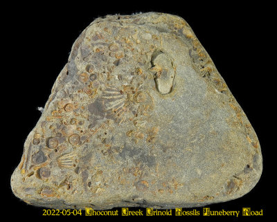 2022-05-04 Choconut Creek Crinoid Fossils Juneberry Road NEW05420_dphdr_InPixio.jpg