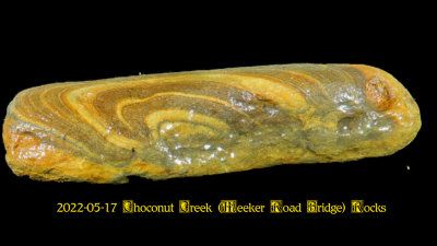 2022-05-17 Choconut Creek (Meeker Road Bridge) Fossils NEW05992_InPixio.jpg