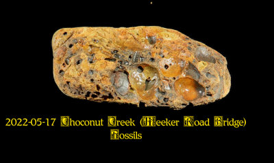 2022-05-17 Choconut Creek (Meeker Road Bridge) Fossils  NEW05835_InPixio.jpg