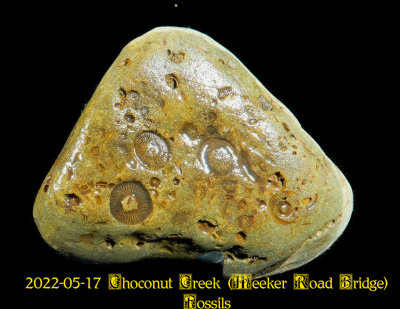 2022-05-17 Choconut Creek (Meeker Road Bridge) Fossils  NEW05843_InPixio.jpg