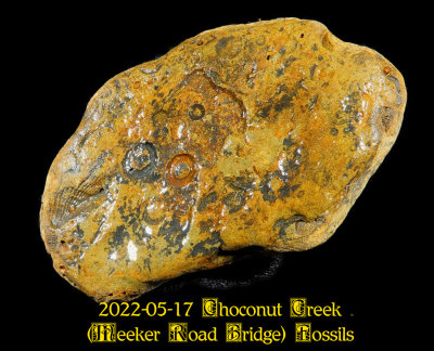 2022-05-17 Choconut Creek (Meeker Road Bridge) Fossils  NEW05853_InPixio.jpg