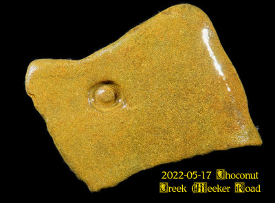 2022-05-17 Choconut Creek (Meeker Road Bridge) Fossils  NEW05862_InPixio.jpg