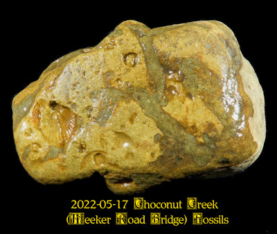 2022-05-17 Choconut Creek (Meeker Road Bridge) Fossils  NEW05890_InPixio.jpg