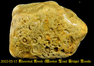 2022-05-17 Choconut Creek (Meeker Road Bridge) Fossils  NEW05900_InPixio.jpg