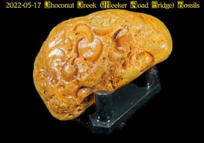 2022-05-17 Choconut Creek (Meeker Road Bridge) Fossils  NEW05909_InPixio.jpg