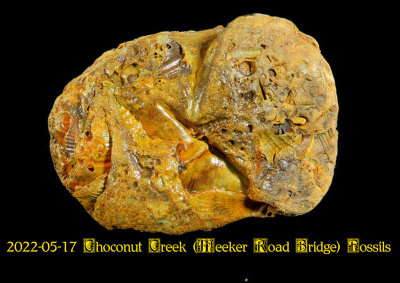 2022-05-17 Choconut Creek (Meeker Road Bridge) Fossils  NEW05918_InPixio.jpg