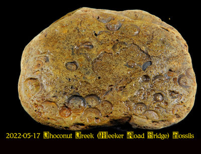 2022-05-17 Choconut Creek (Meeker Road Bridge) Fossils  NEW05937_InPixio.jpg