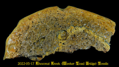 2022-05-17 Choconut Creek (Meeker Road Bridge) Fossils  NEW05946_InPixio.jpg