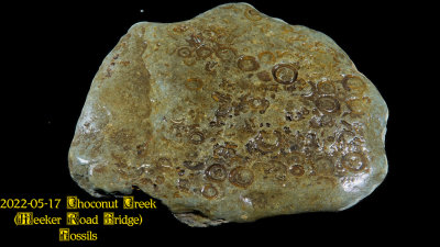 2022-05-17 Choconut Creek (Meeker Road Bridge) Fossils  NEW05965_InPixio.jpg