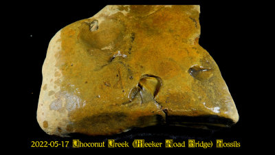 2022-05-17 Choconut Creek (Meeker Road Bridge) Fossils  NEW05974_InPixio.jpg