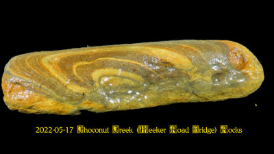 2022-05-17 Choconut Creek (Meeker Road Bridge) Fossils  NEW05992_InPixio.jpg