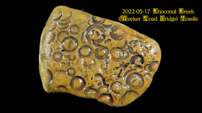 2022-05-17 Choconut Creek (Meeker Road Bridge) Fossils  NEW06001_InPixio.jpg