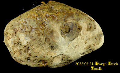 2022-05-21 Owego Creek Fossils NEW06078_dphdr_InPixio.jpg