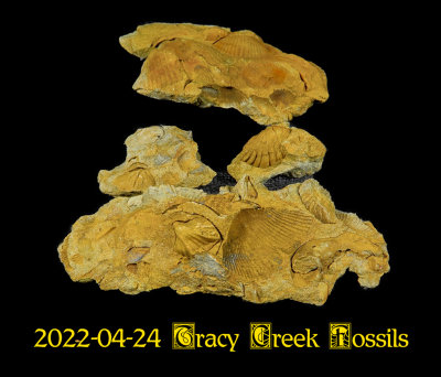 2022-04-24 Tracy Creek Fossils  NEW06327_dphdr_InPixio.jpg