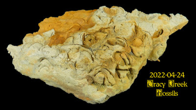 2022-04-24 Tracy Creek Fossils  NEW06337_dphdr_InPixio.jpg