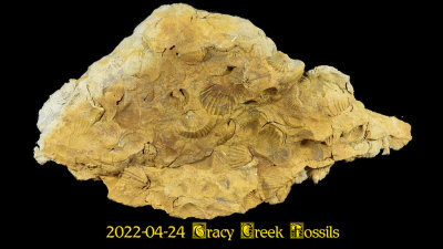 2022-04-24 Tracy Creek Fossils  NEW06346_dphdr_InPixio.jpg