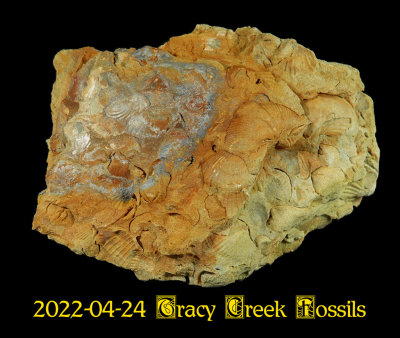 2022-04-24 Tracy Creek Fossils  NEW06356_dphdr_InPixio.jpg