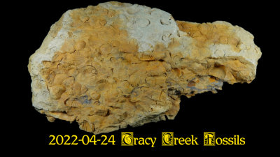 2022-04-24 Tracy Creek Fossils  NEW06366_dphdr_InPixio.jpg