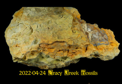 2022-04-24 Tracy Creek Fossils  NEW06375_dphdr_InPixio.jpg