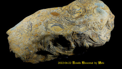 2022-06-22 Fossils Choconut by Weis NEW06629_dphdr_InPixio.jpg