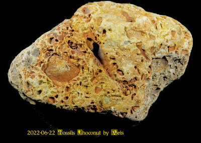 2022-06-22 Fossils Choconut by Weis NEW06639_InPixio.jpg
