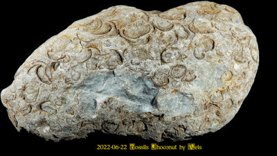 2022-06-22 Fossils Choconut by Weis NEW06658_InPixio.jpg