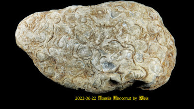 2022-06-22 Fossils Choconut by Weis NEW06667_InPixio.jpg