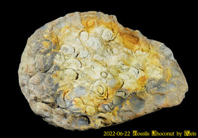 2022-06-22 Fossils Choconut by Weis NEW06676_InPixio.jpg