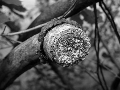 Owego Creek B&W DSC00824 (Wildlife).jpg